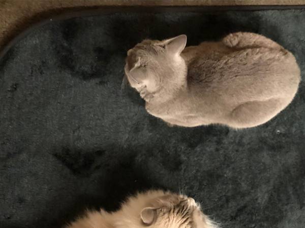 ５ｋｇの体格差がある２匹の猫を真上から見ると？　「存在感がある」