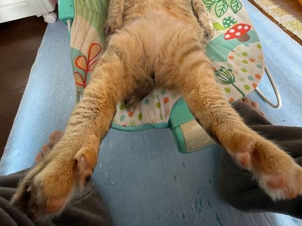 「怖い先輩のような貫禄」　イスに座るお猫様のオーラがヤバい…