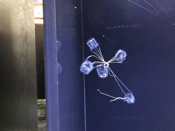 水族館で目撃された光景に「ウソだろ」　クラゲたちの状況がカオス