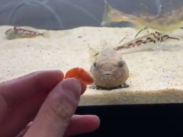 エサを求める魚　あげるフリをしてみると「必死さがかわいい」