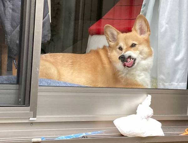 飼い主を見つめるコーギー　４枚の写真に吹き出す