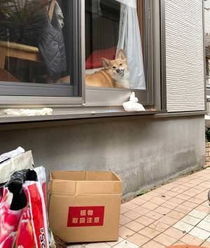 飼い主を見つめるコーギー　４枚の写真に吹き出す