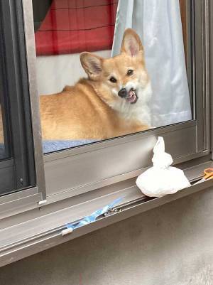 飼い主を見つめるコーギー　４枚の写真に吹き出す