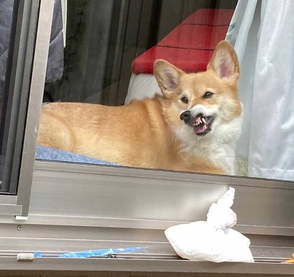 飼い主を見つめるコーギー　４枚の写真に吹き出す