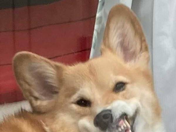 飼い主を見つめるコーギー　４枚の写真に吹き出す