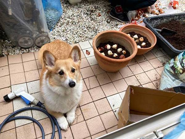 飼い主を見つめるコーギー　４枚の写真に吹き出す