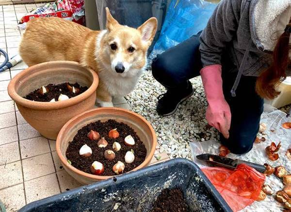 飼い主を見つめるコーギー　４枚の写真に吹き出す