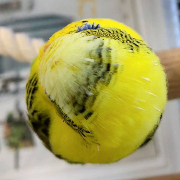インコを真上から見て新発見！　その姿に「不思議な形」