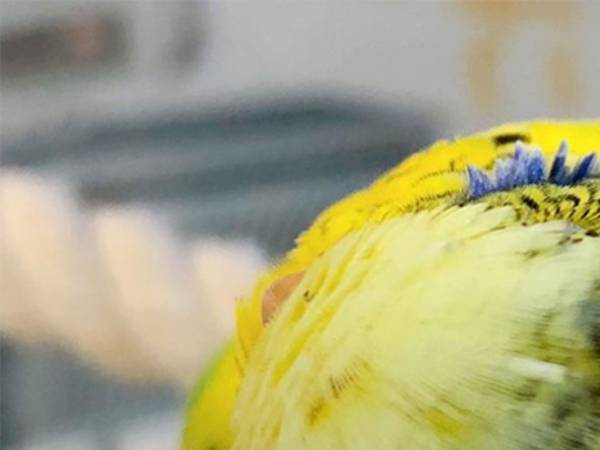 インコを真上から見て新発見！　その姿に「不思議な形」