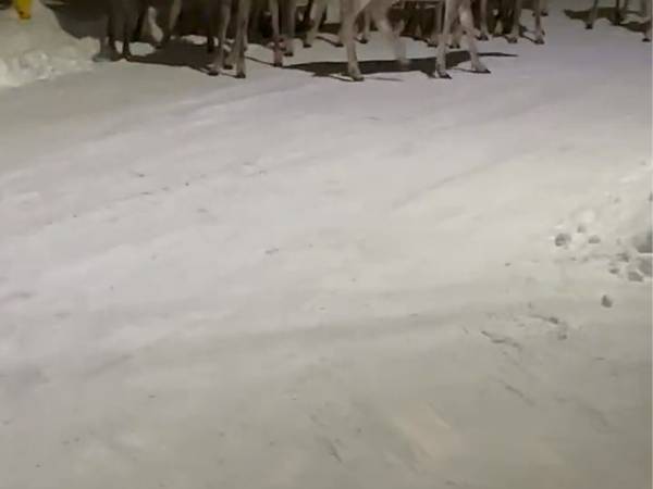 街中に現れたシカの群れに驚き！　「想像の３倍いた」「新年会中かな？」