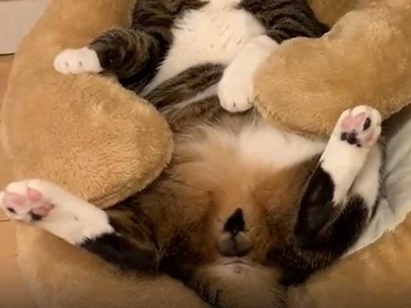 クマに抱きしめられる猫　貫禄のある姿に「かわいすぎる」の声