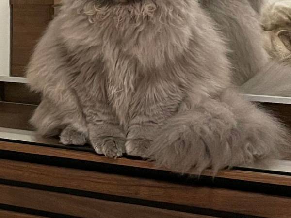 猫の『表情』にヒェッ…　飼い主「私、何かしたかな」