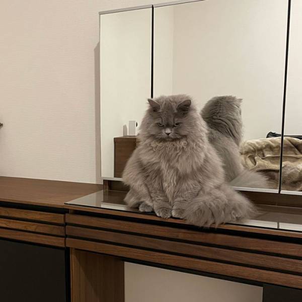 猫の『表情』にヒェッ…　飼い主「私、何かしたかな」