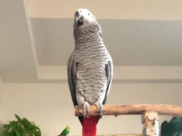 「ラーメン」と言う時だけ…？　ヨウムの『変化』にジワる