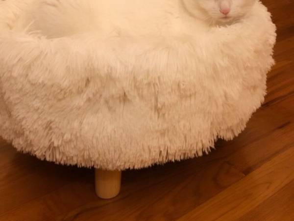 愛猫の写真を投稿したら大反響！　多くの人が首をかしげた『１枚』がこちら