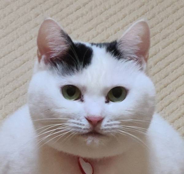 「ウソだろ！？」「五度見した」　同じ猫か疑う２枚に、ツッコミ続出！