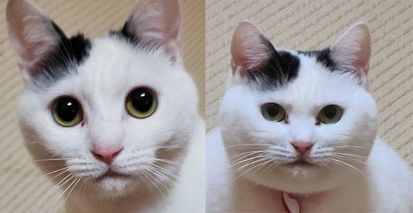 「ウソだろ！？」「五度見した」　同じ猫か疑う２枚に、ツッコミ続出！