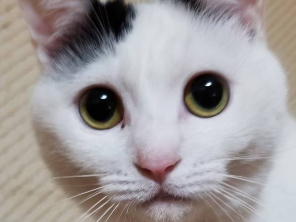 「ウソだろ！？」「五度見した」　同じ猫か疑う２枚に、ツッコミ続出！