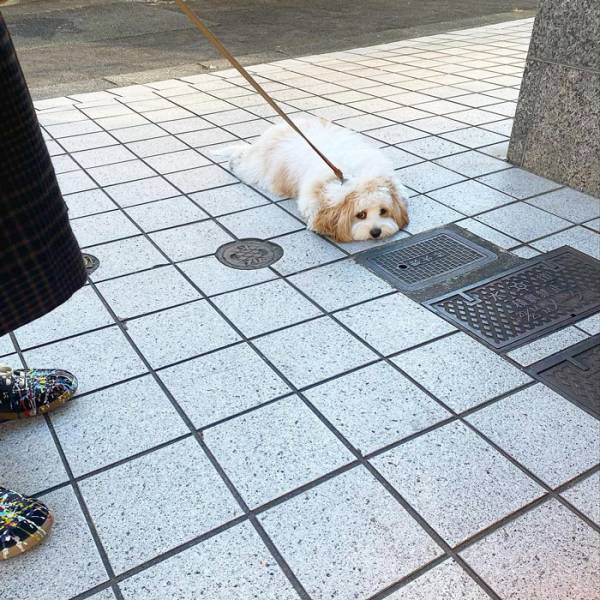 「モップのようだ」「あざとい」　散歩を続けたい犬の抵抗が、たまらん！