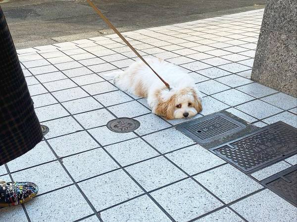「モップのようだ」「あざとい」　散歩を続けたい犬の抵抗が、たまらん！