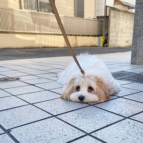 「モップのようだ」「あざとい」　散歩を続けたい犬の抵抗が、たまらん！