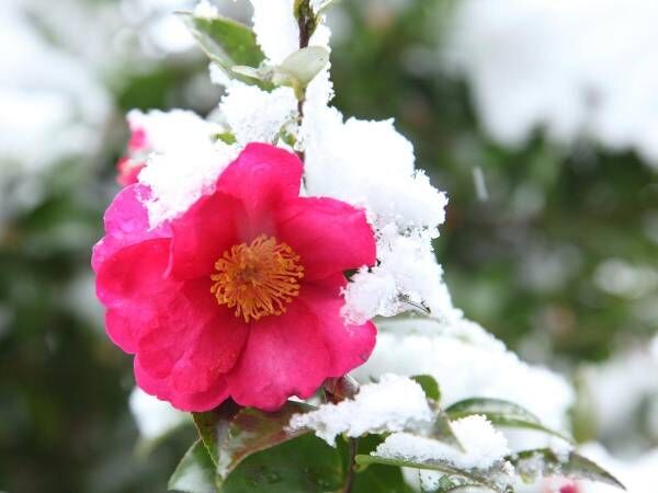 お正月に今年の初雪　『白魔』になる雪は、ご遠慮願いたいもの
