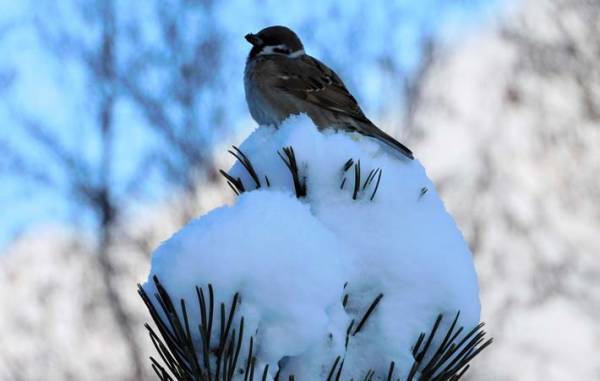 お正月に今年の初雪　『白魔』になる雪は、ご遠慮願いたいもの