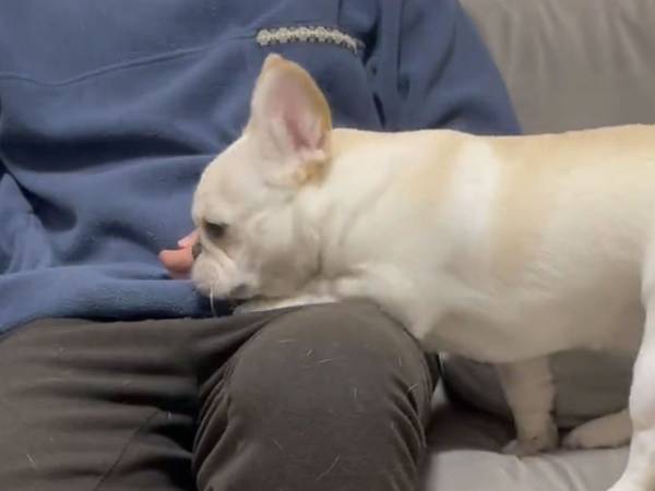 眠そうな犬、すると？　直後の『行動』に反響