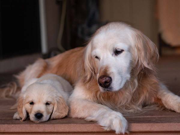 子犬に『お手』を教えていると？　お父さん犬が見せた行動がジワジワくる