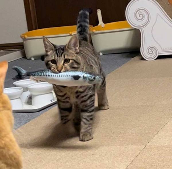子猫が『魚のおもちゃ』をくわえたら…　撮影された１枚に、２８万人がくぎ付け！