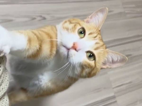 「残業をやめるよう指示がありました」　仕事中、猫が近寄ってきて？