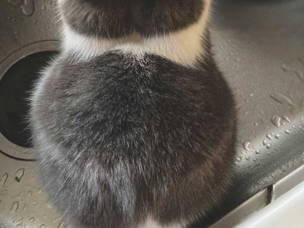 「ここに座ればお水が出てくると思ってる」　猫の姿に、キュンが止まらない！