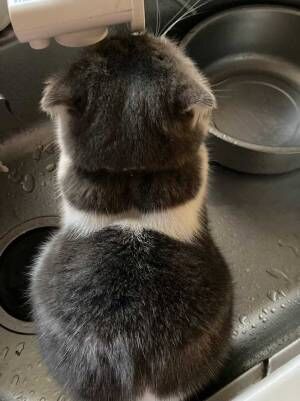 「ここに座ればお水が出てくると思ってる」　猫の姿に、キュンが止まらない！