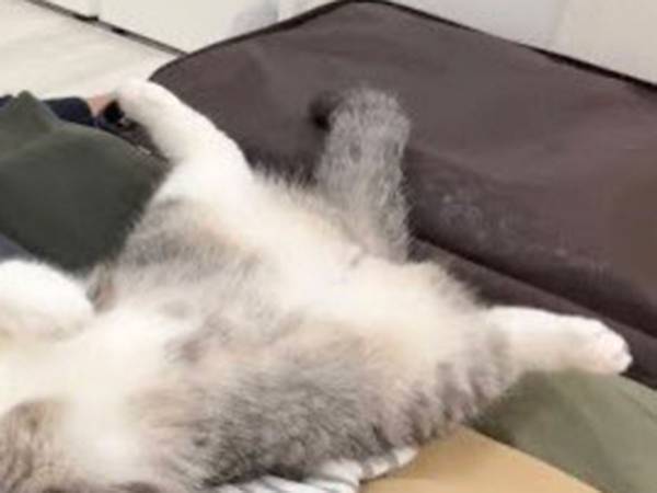 猫の『抵抗』に１２万人超がグッときた　家族と別れたくないあまり？