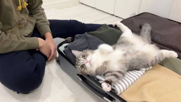 猫の『抵抗』に１２万人超がグッときた　家族と別れたくないあまり？