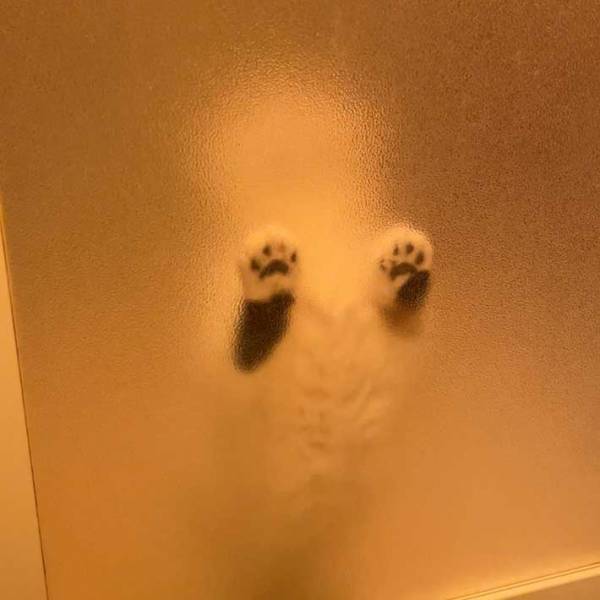 風呂場から、ふとドアを見ると…？　映った光景に１５万『いいね』！