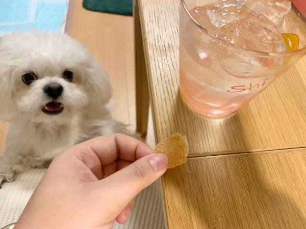 犬「信じられない…」　おやつを飼い主に奪われた『表情』が絶妙