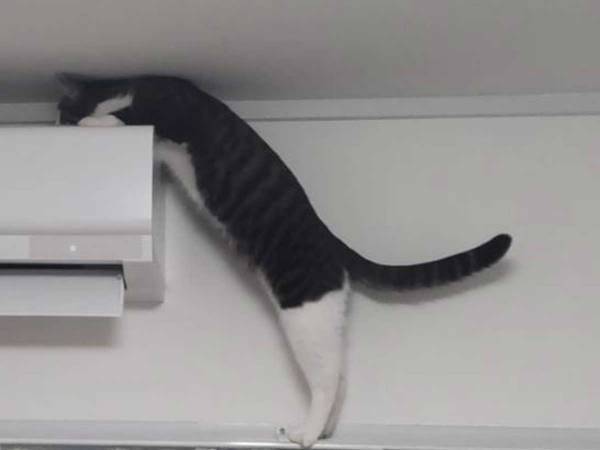 エアコン業者 vs 猫　飼い主の『注文内容』に称賛の声