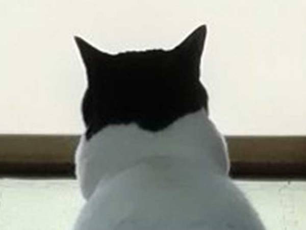 背中ですべてを語る猫　飼い主がストーブを消すと…？