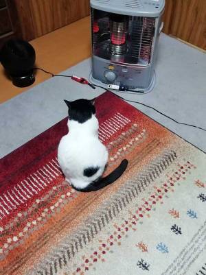 背中ですべてを語る猫　飼い主がストーブを消すと…？