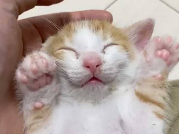 「ここで熟睡コネコチャン」　２９秒の子猫動画に、にやける