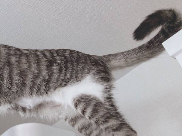 王者の風格に圧倒される　『ライオン・キング』のような猫がコチラです