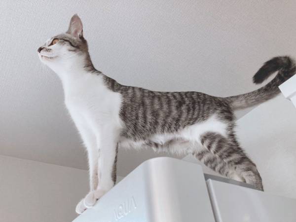 王者の風格に圧倒される　『ライオン・キング』のような猫がコチラです