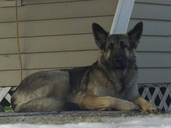 道路にいた犬を捕まえようとした警察官　逃げる犬を追いかけていくと？