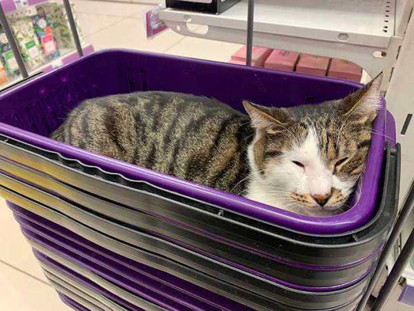 薬局で「買い物かごが使えない」　すやすや眠っていたのは…？