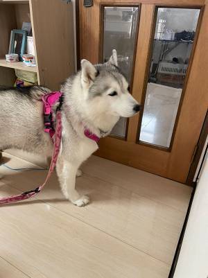 動物病院に行くシベリアンハスキーの表情が…　「目がすべてを物語っている」「頑張れ！」