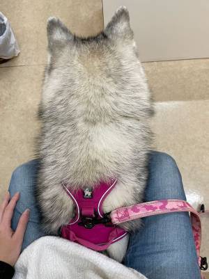 動物病院に行くシベリアンハスキーの表情が…　「目がすべてを物語っている」「頑張れ！」