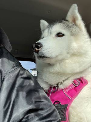 動物病院に行くシベリアンハスキーの表情が…　「目がすべてを物語っている」「頑張れ！」