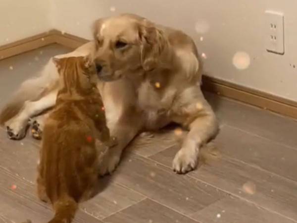 負けず嫌いな猫　繰り返される『お手』に対して、この反応！