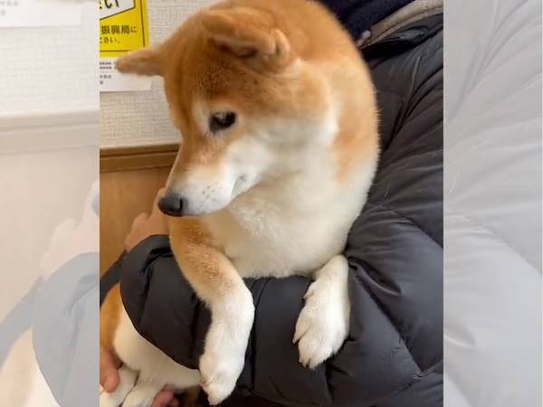 「吠えなくてえらい！」　『マナーモード』で待つ柴犬がかわいすぎる